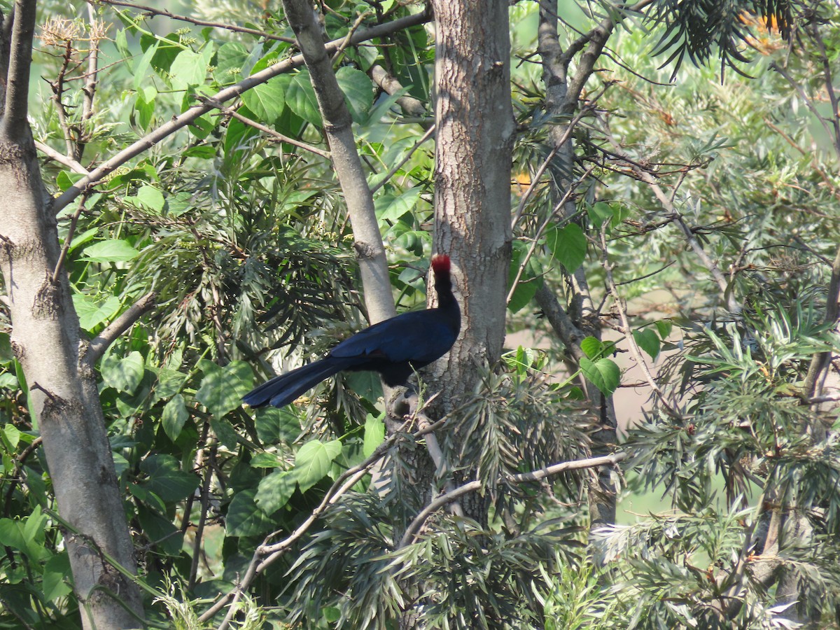 Турако червоночубий - ML646349609