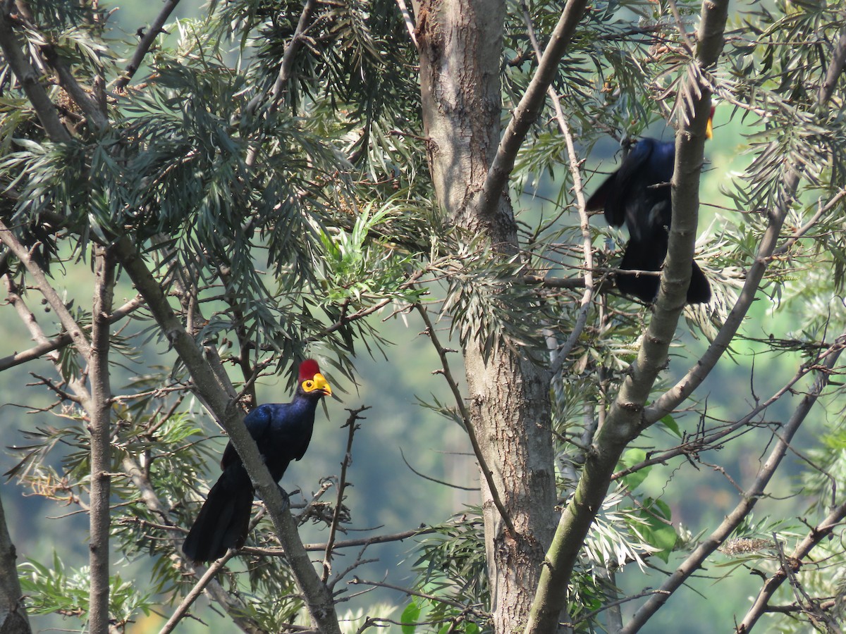 Турако червоночубий - ML646349610