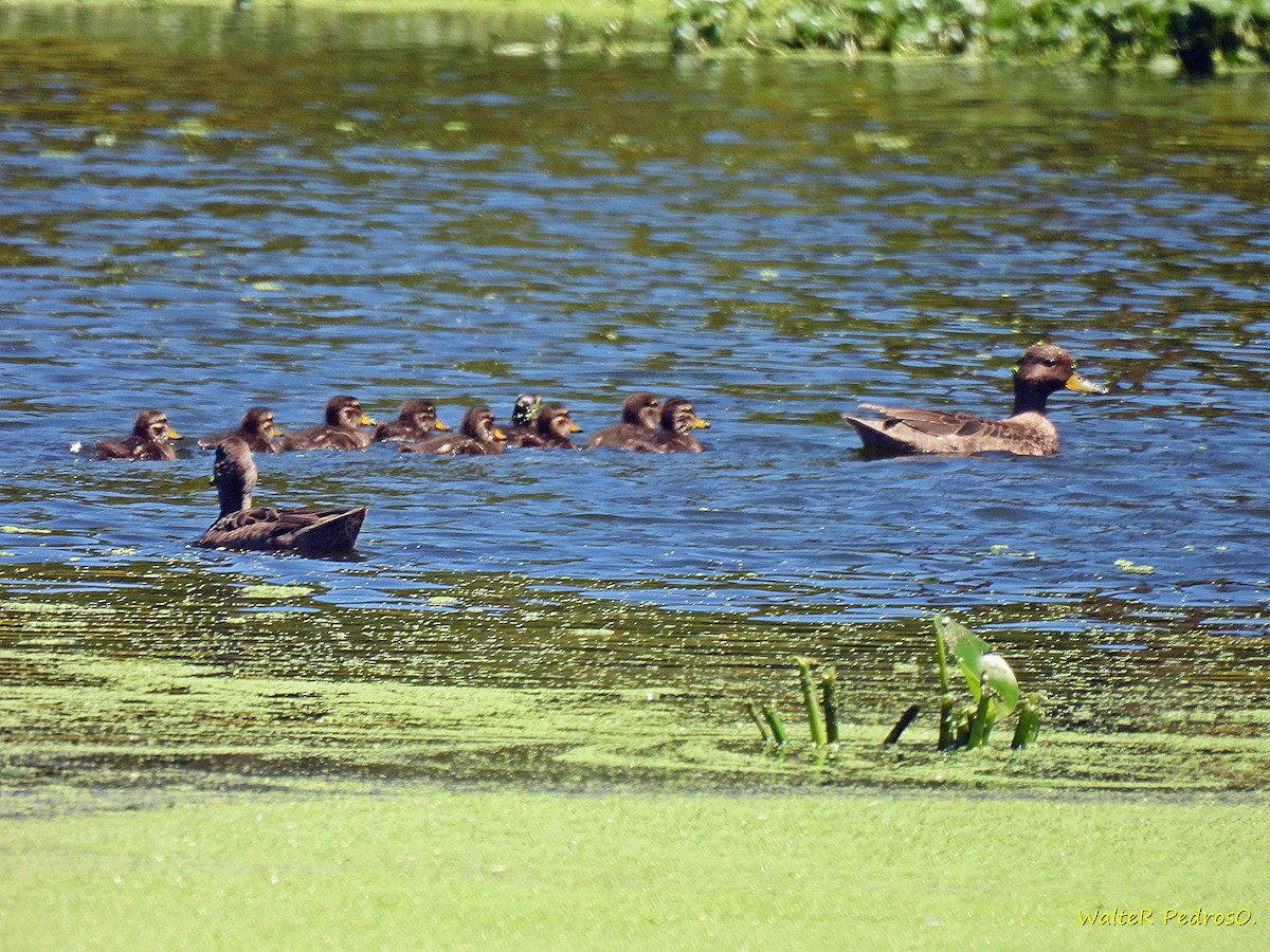 Yellow-billed Teal - ML646349615