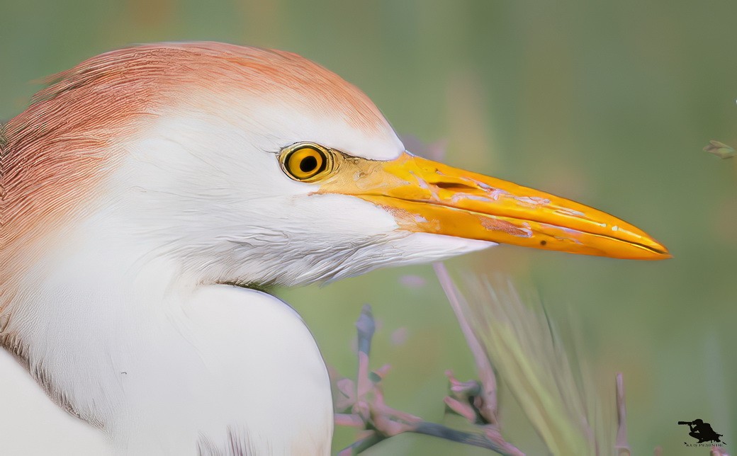 Western Cattle-Egret - ML646349617