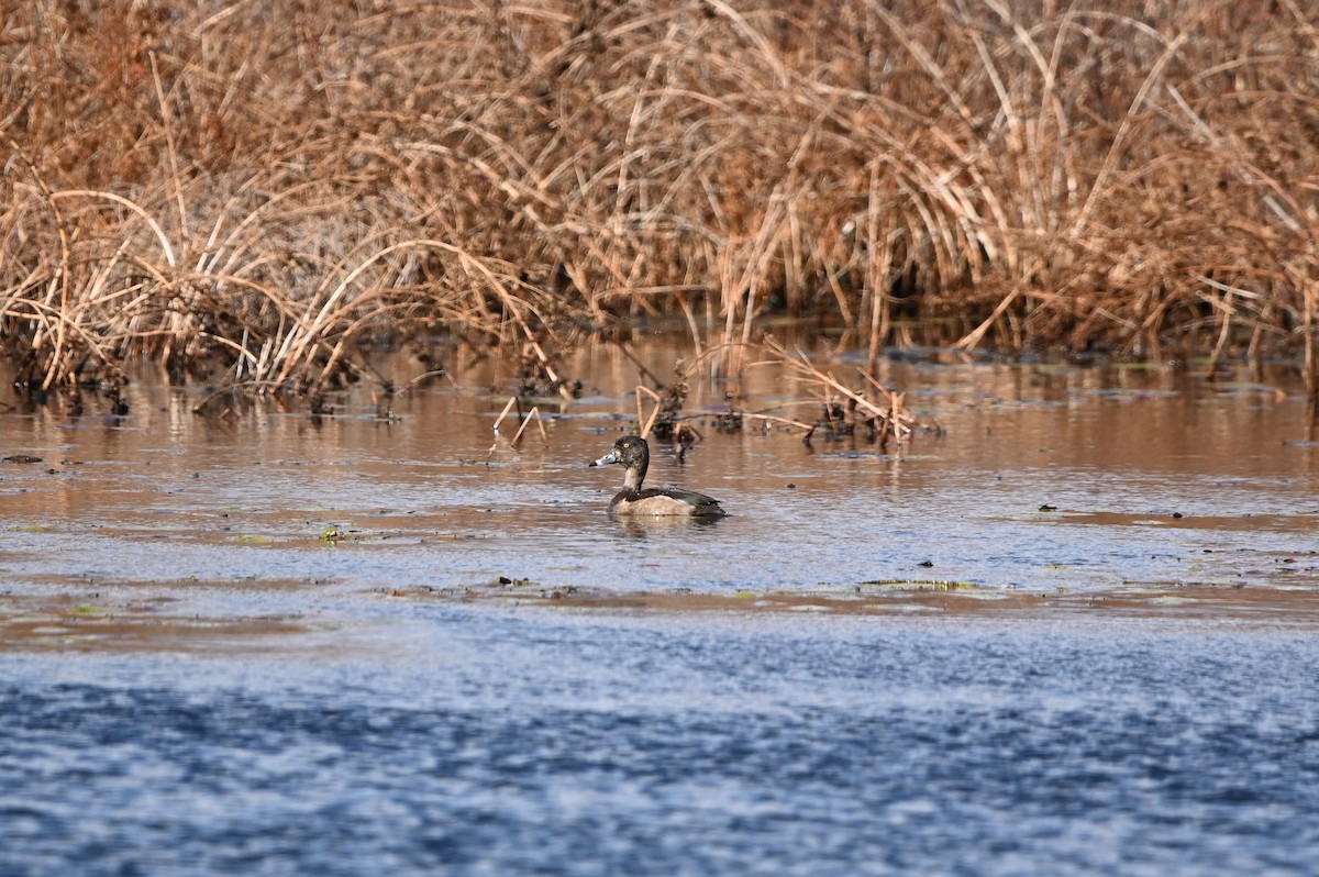 Ring-necked Duck - ML646349620