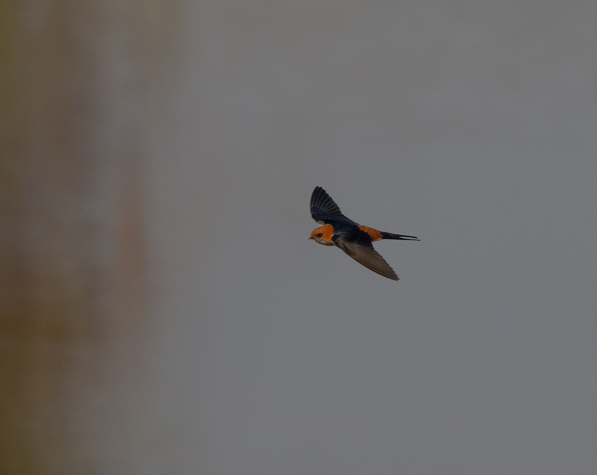 Golondrina Abisinia - ML646349625