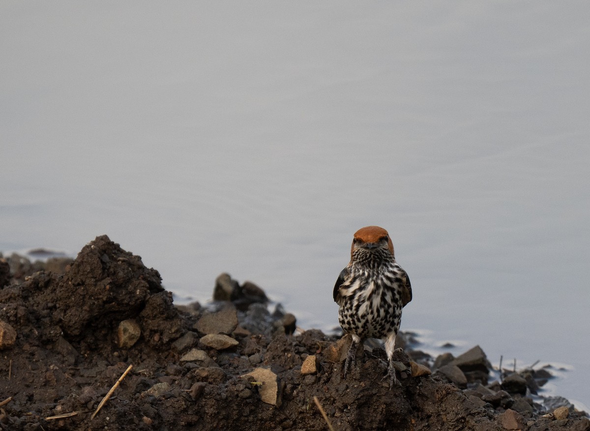 Golondrina Abisinia - ML646349626
