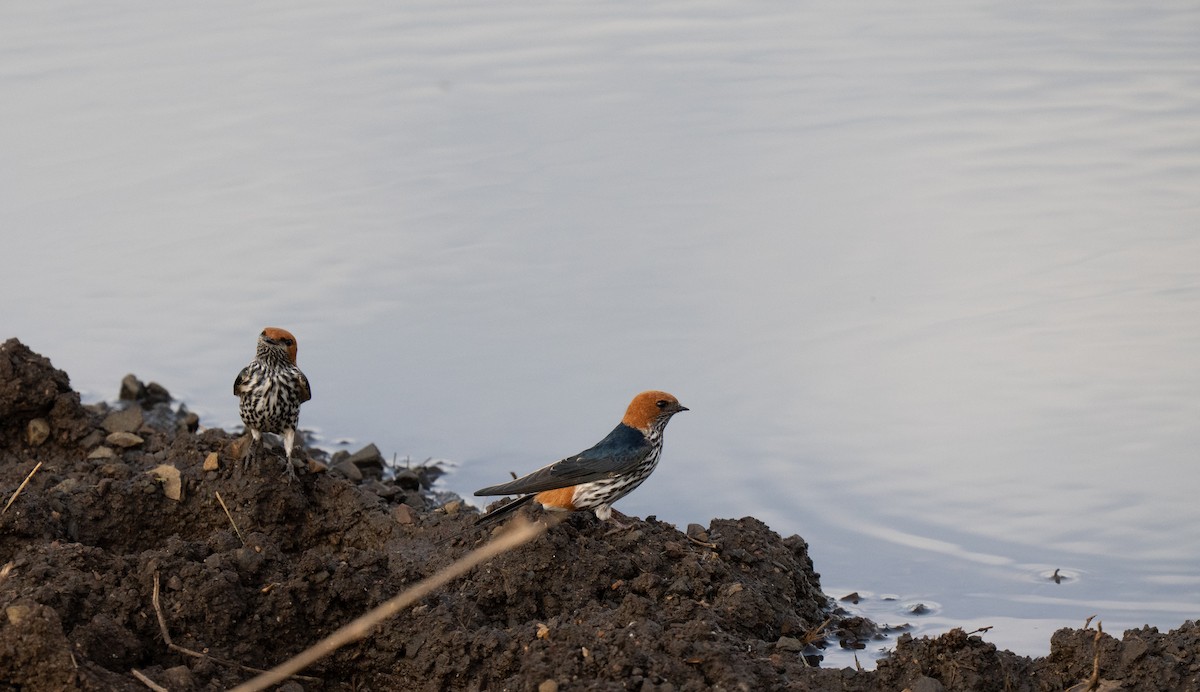 Golondrina Abisinia - ML646349627