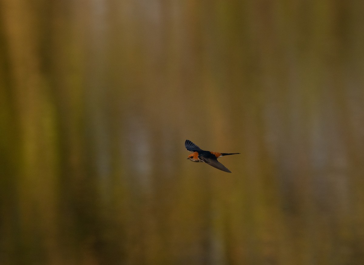 Golondrina Abisinia - ML646349628