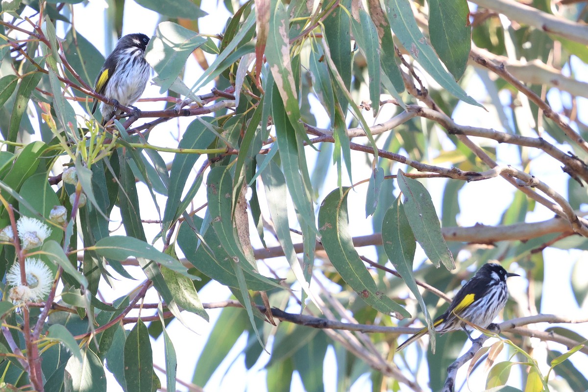 Mielero de Nueva Holanda - ML646349630