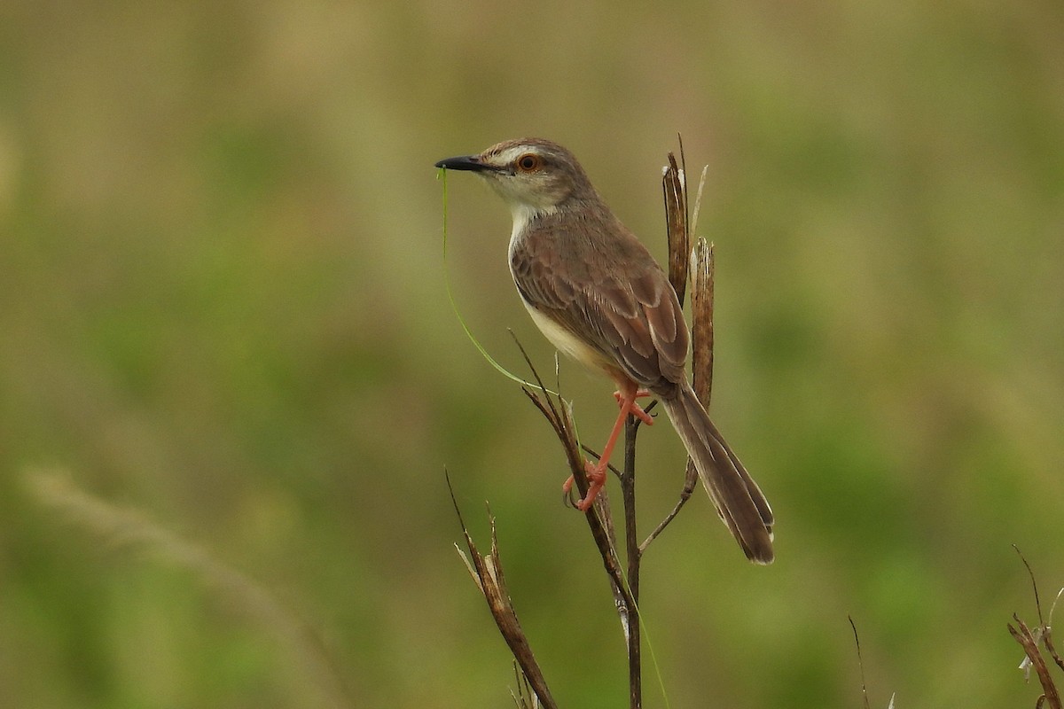 Prinia Sencilla - ML646349631