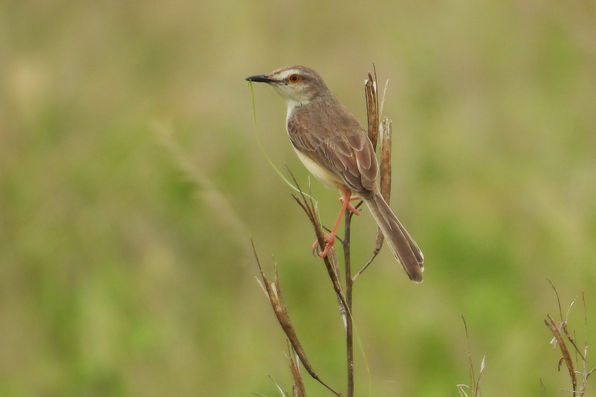Prinia Sencilla - ML646349632