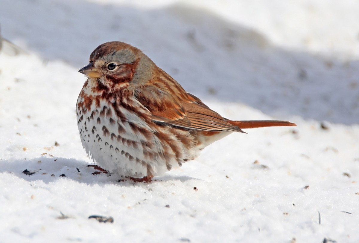 Chingolo Zorruno - ML646349633