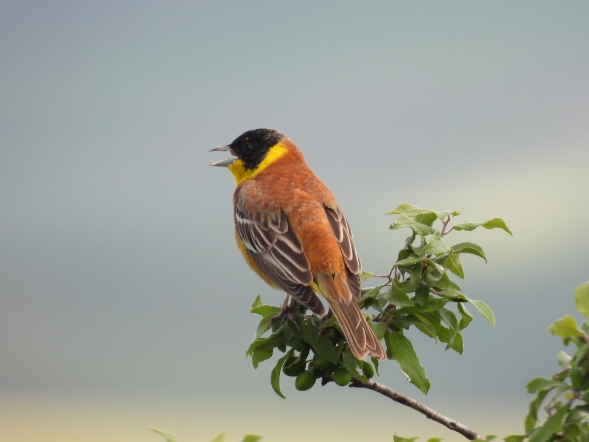 Escribano Cabecinegro - ML646349634