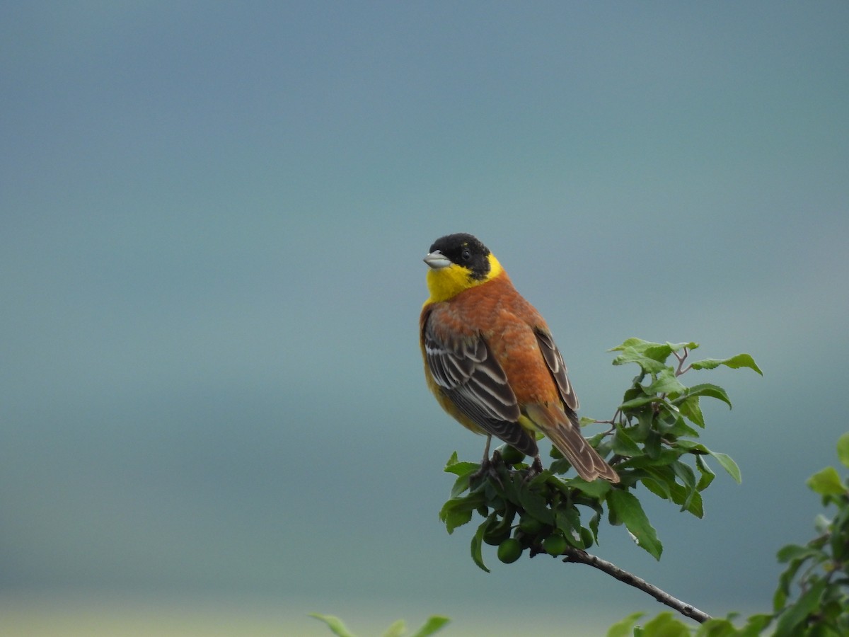 Escribano Cabecinegro - ML646349635