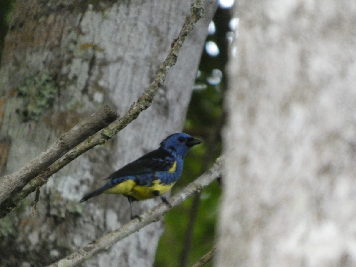 Tangara Turquesa - ML646349637