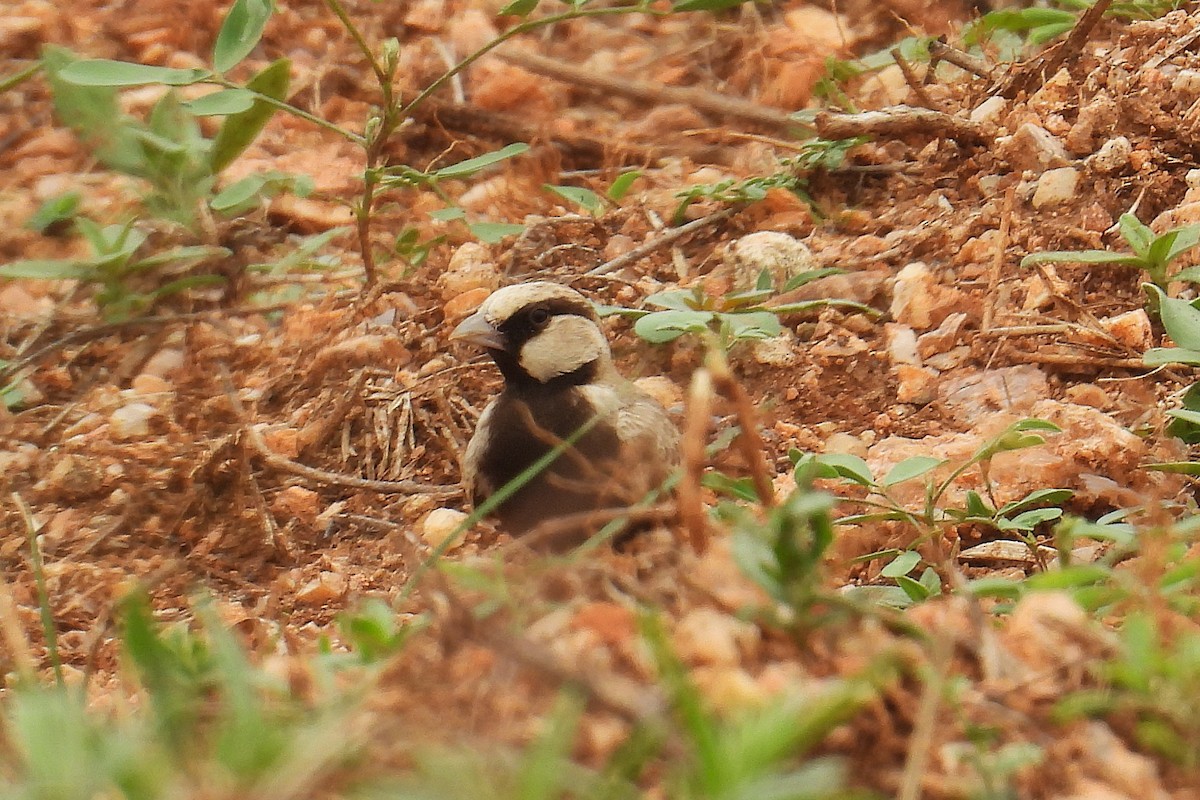 Terrera Coronigrís - ML646349639