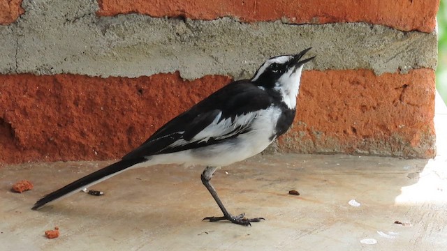 Плиска строката - ML646349641