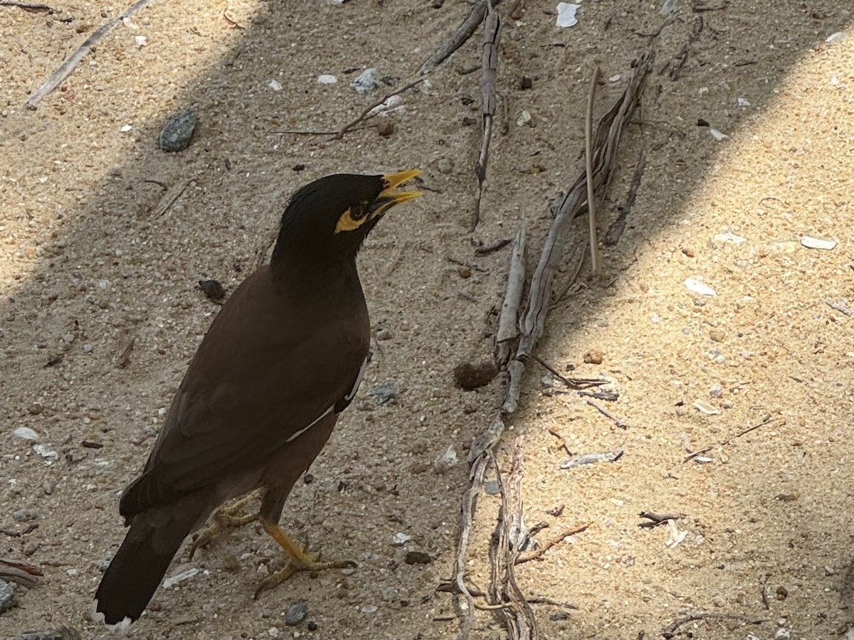 Miná Común - ML646349642