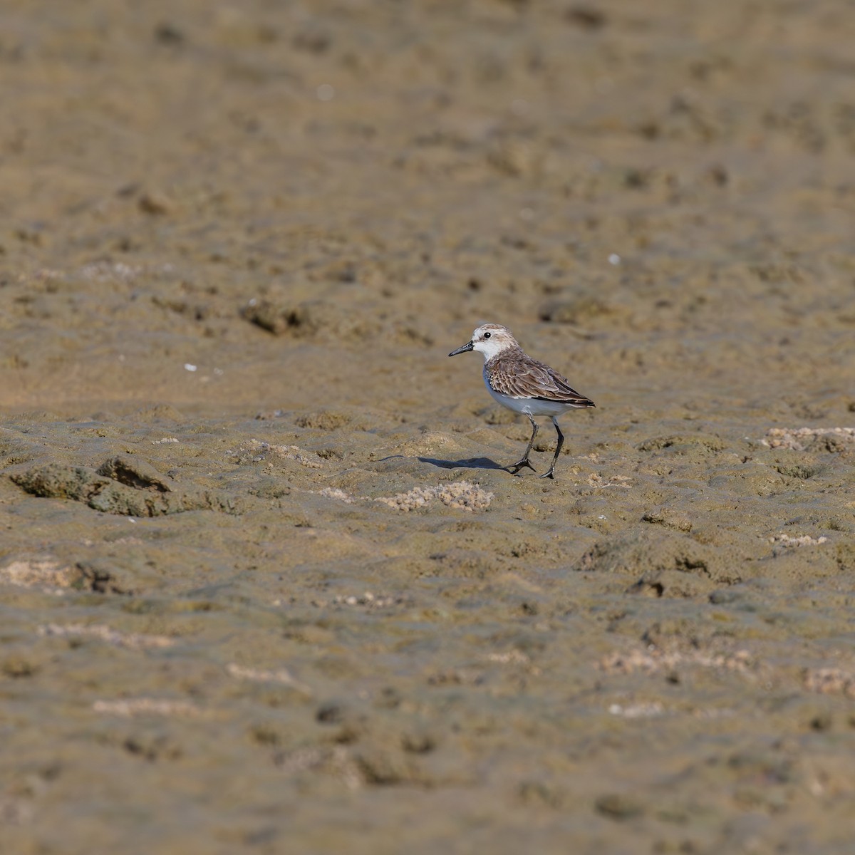 Correlimos Semipalmeado - ML646349646