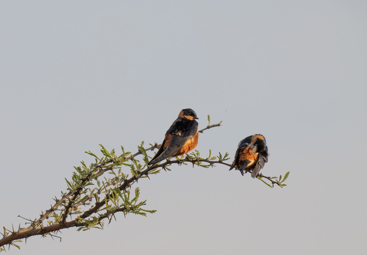 Golondrina Pechirrufa - ML646349649