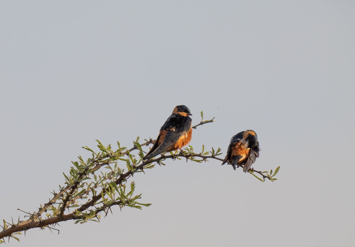 Golondrina Pechirrufa - ML646349650