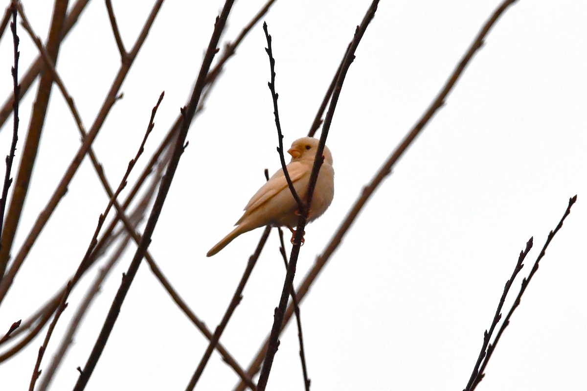Camachuelo Mexicano - ML646349656