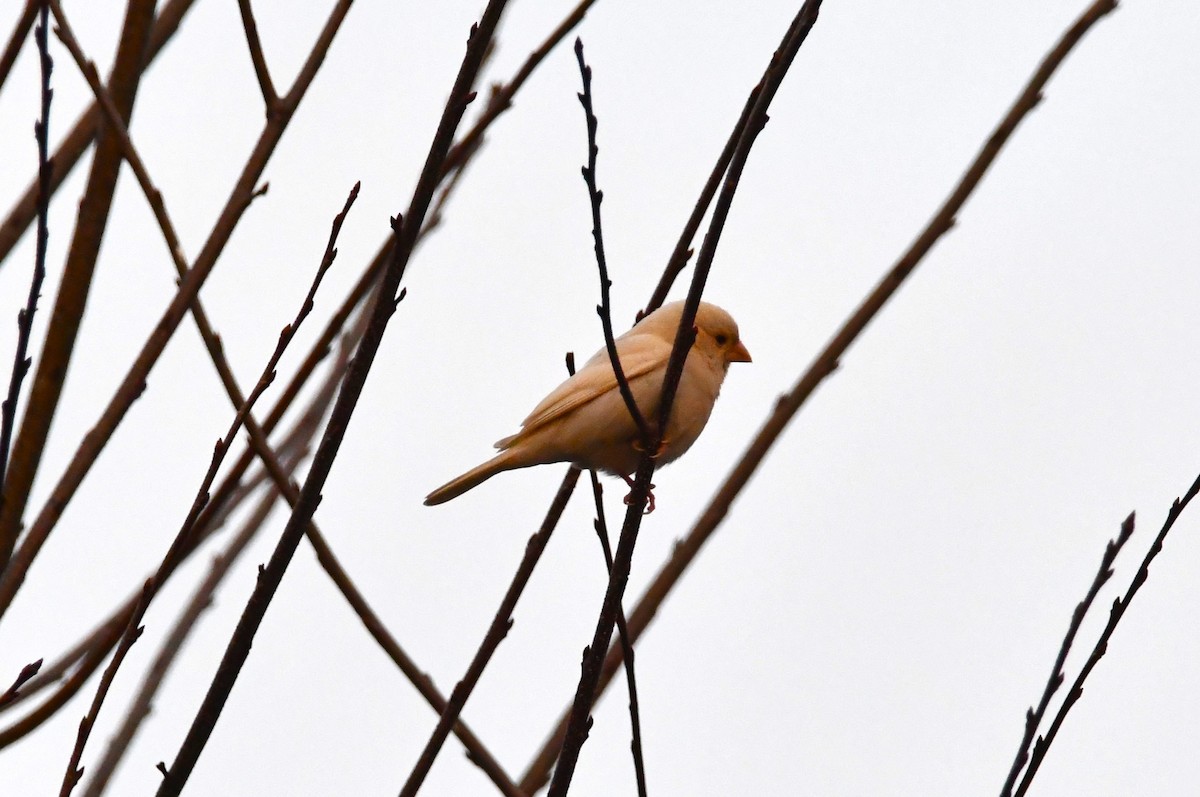 Camachuelo Mexicano - ML646349657