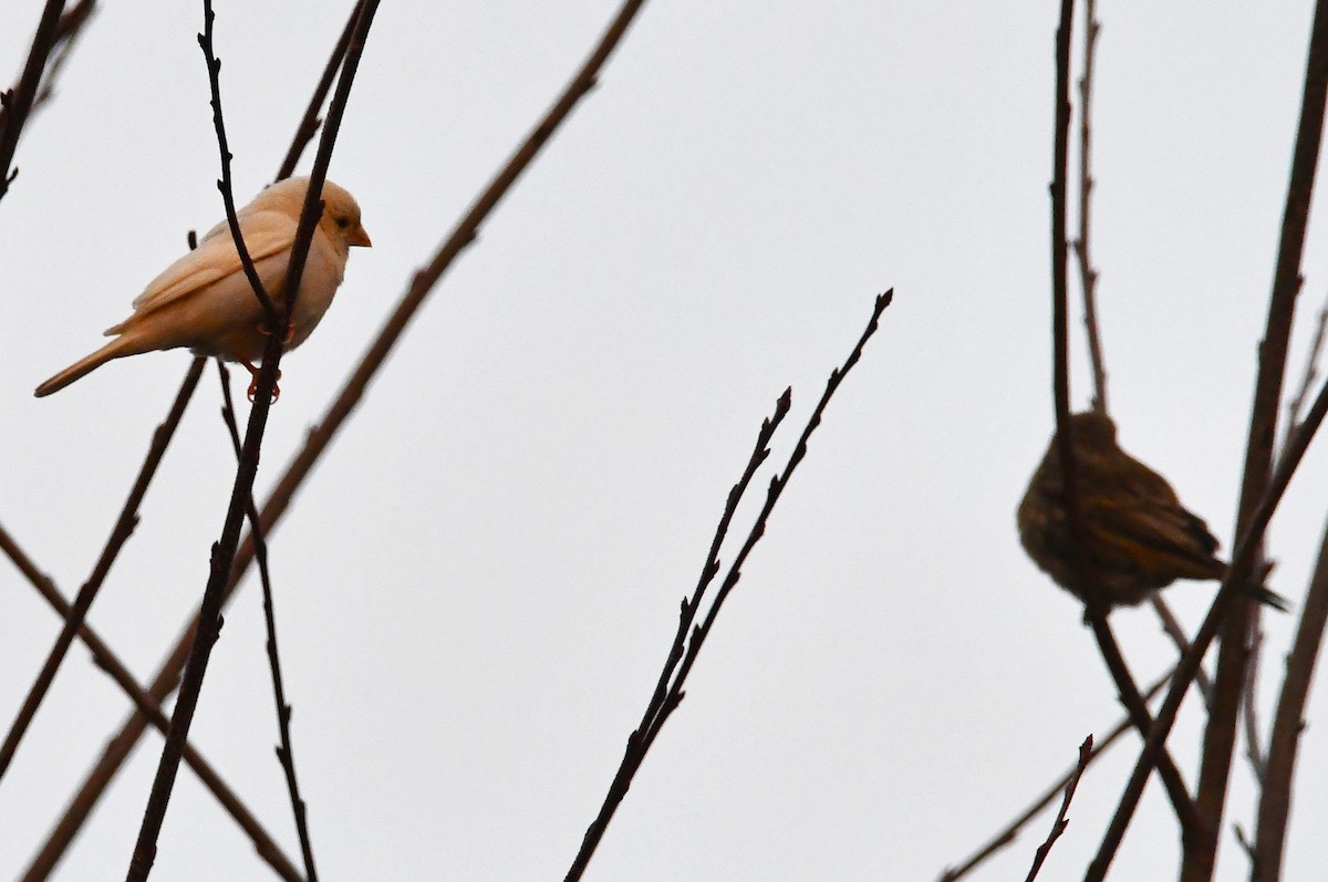 Camachuelo Mexicano - ML646349658