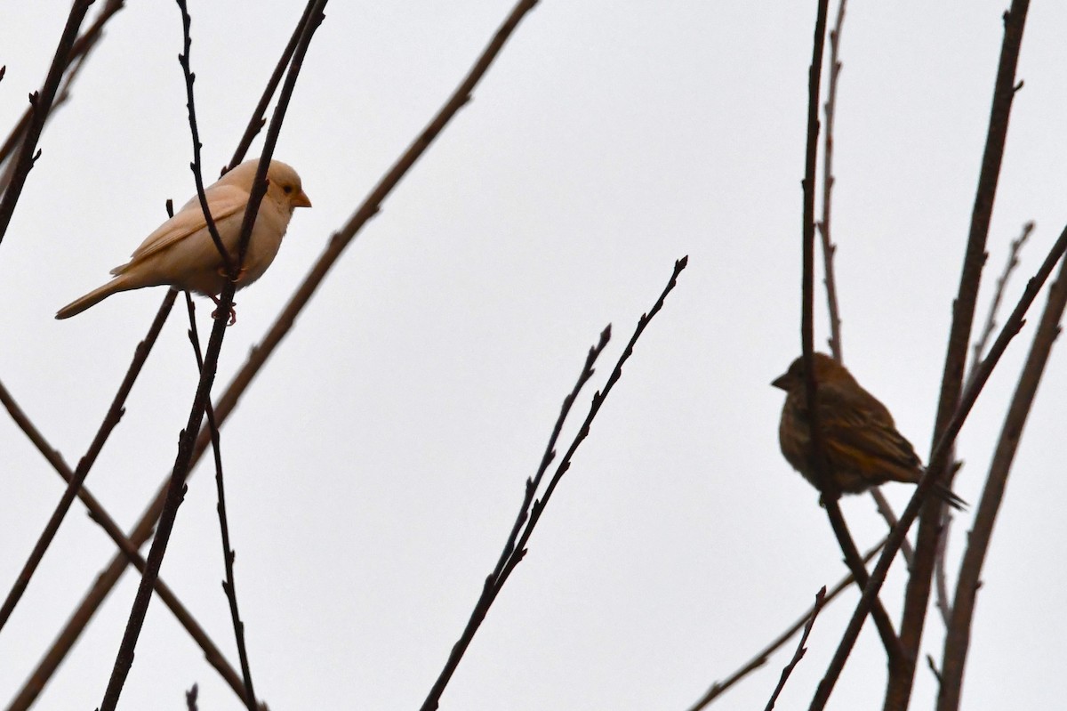 Camachuelo Mexicano - ML646349659