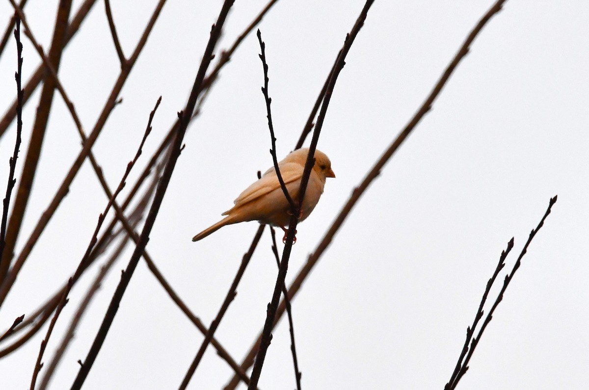 Camachuelo Mexicano - ML646349661