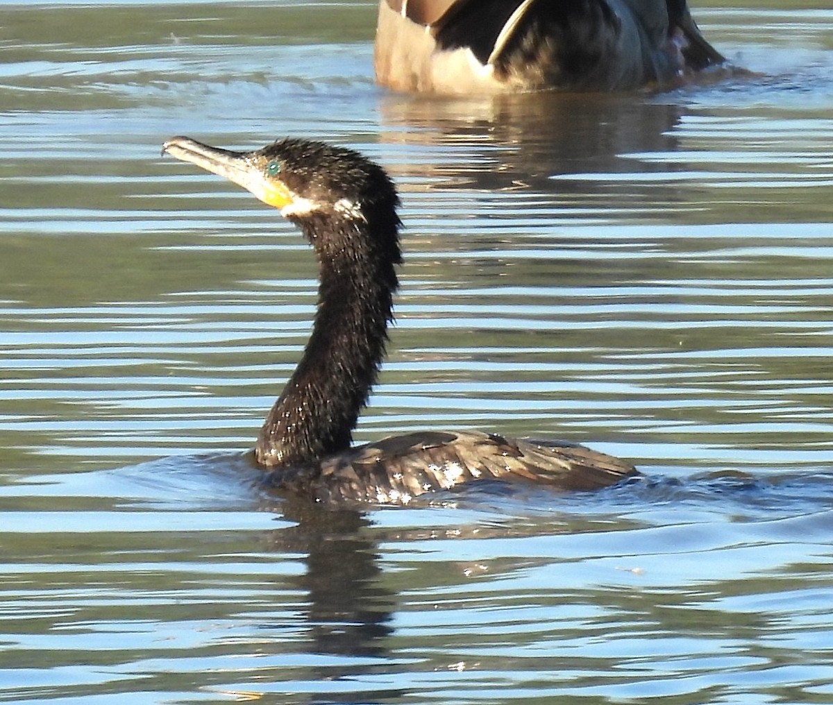 Cormorán Biguá - ML646349662