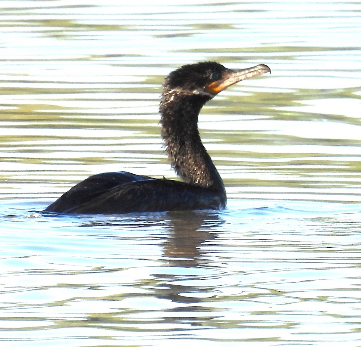 Cormorán Biguá - ML646349663
