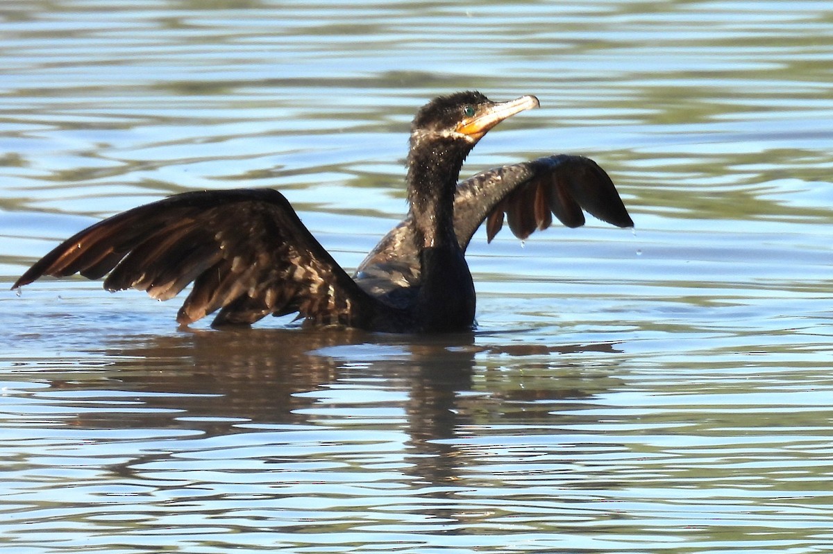 Cormorán Biguá - ML646349664