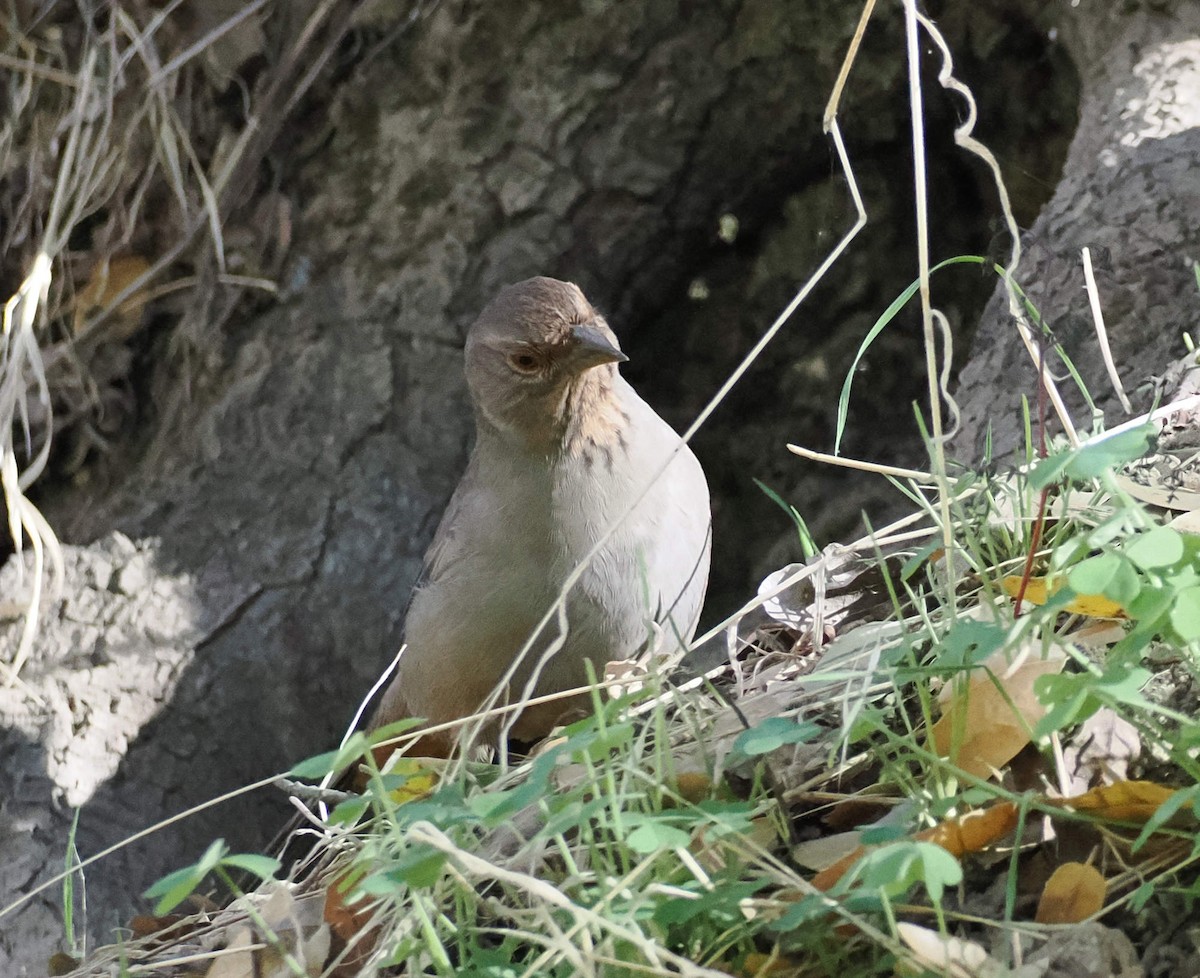 California Towhee - ML646349666