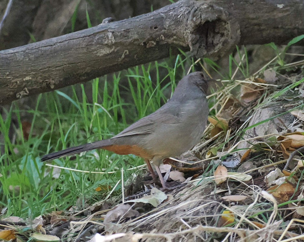 California Towhee - ML646349667