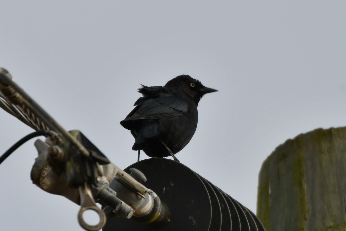 テリムクドリモドキ - ML646349669