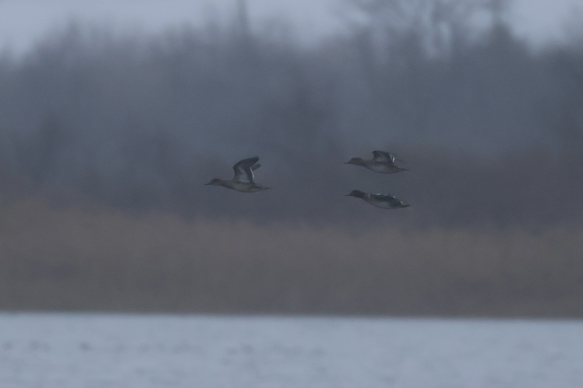 Green-winged Teal - ML646349674