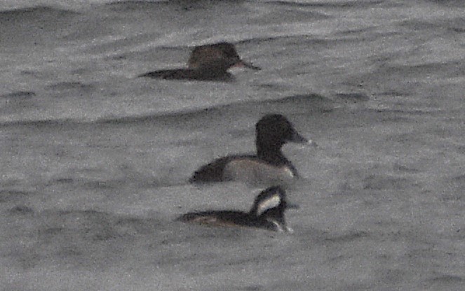 Ring-necked Duck - ML646349675