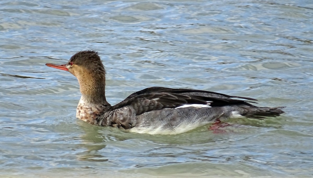 Red-breasted Merganser - ML646349677