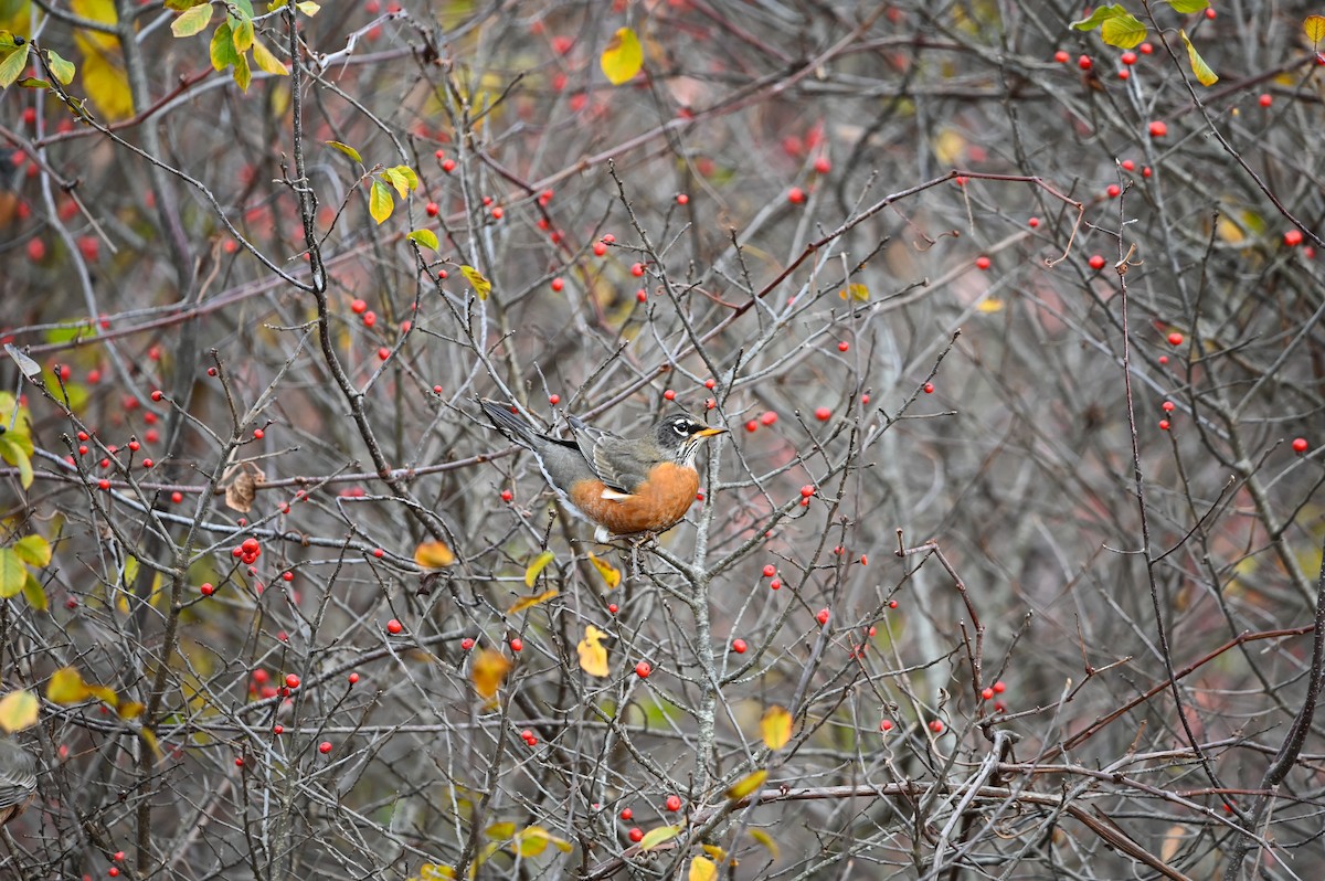 American Robin - ML646349678