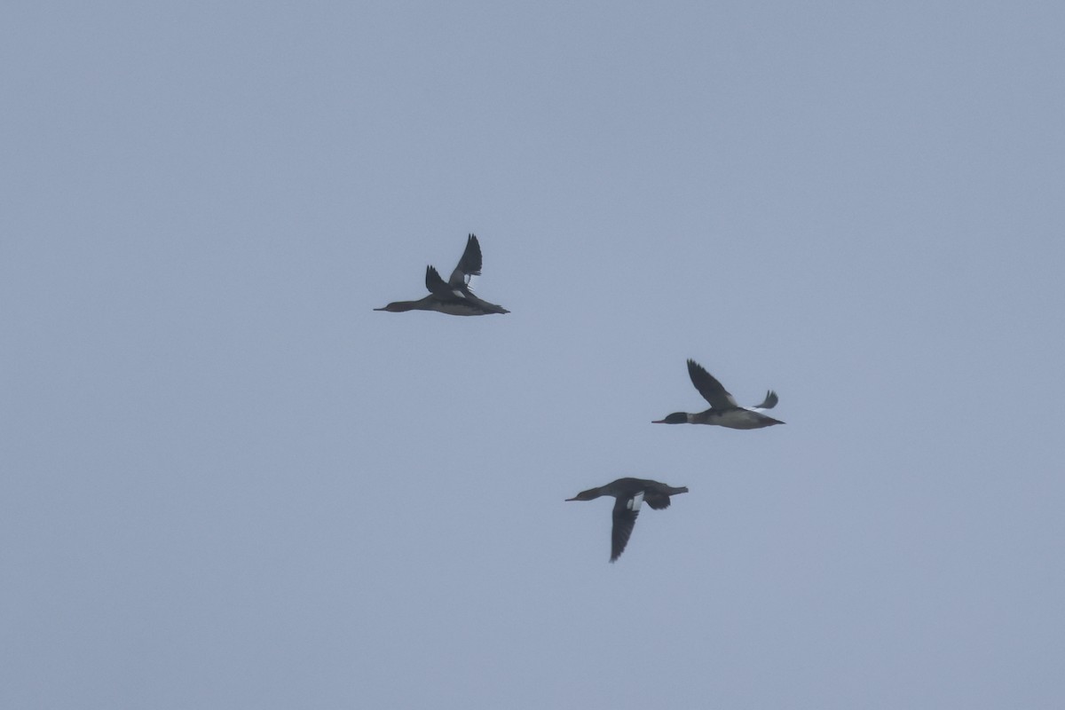 Red-breasted Merganser - ML646349682