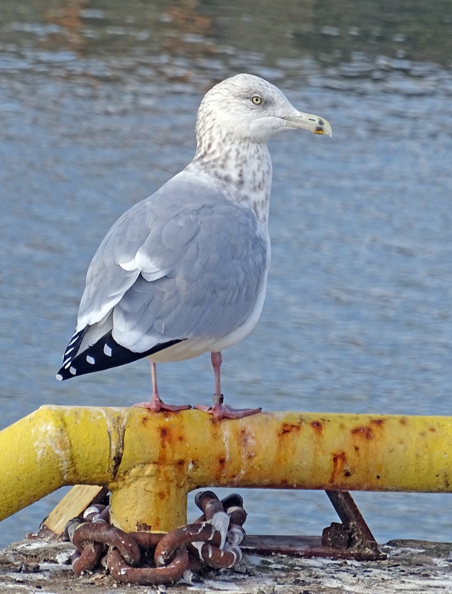American Herring Gull - ML646349685