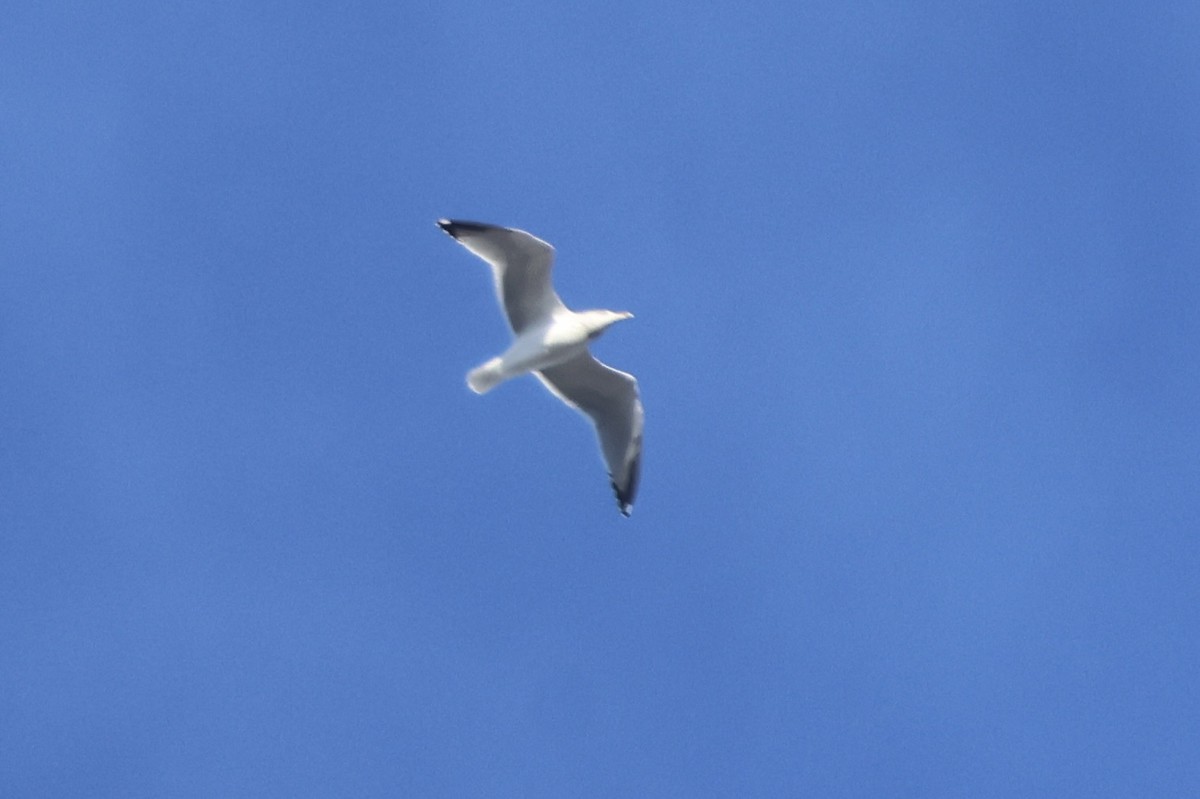 American Herring Gull - ML646349689