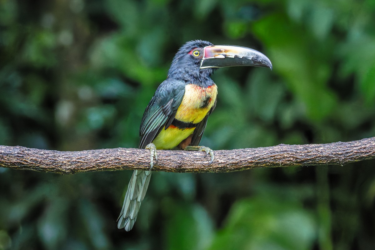 Collared Aracari - ML646349690