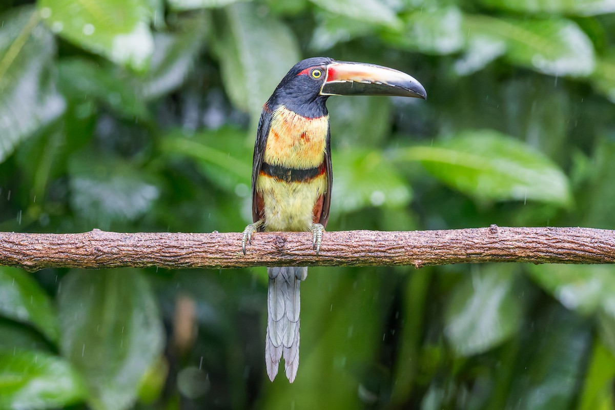 Collared Aracari - ML646349691