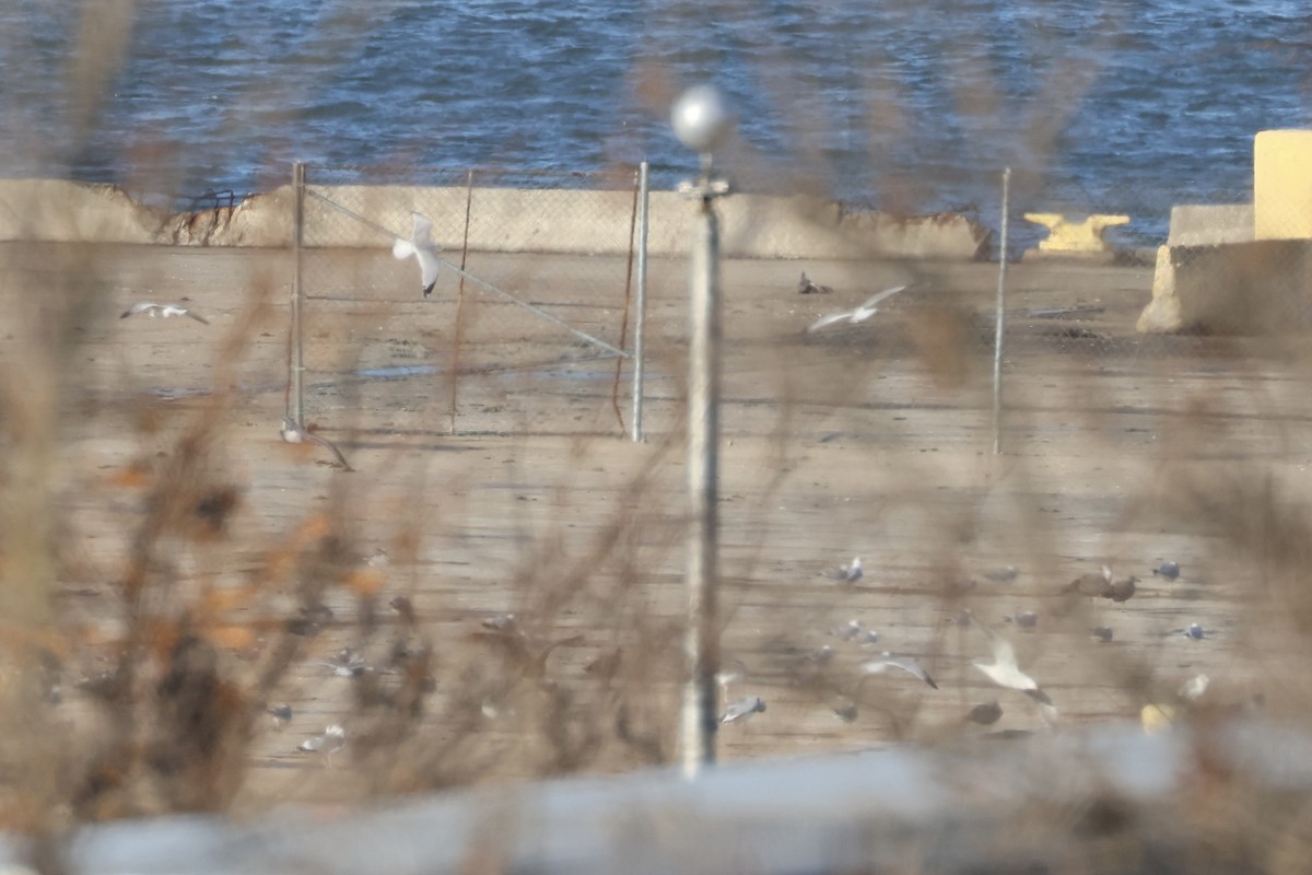 Ring-billed Gull - ML646349694