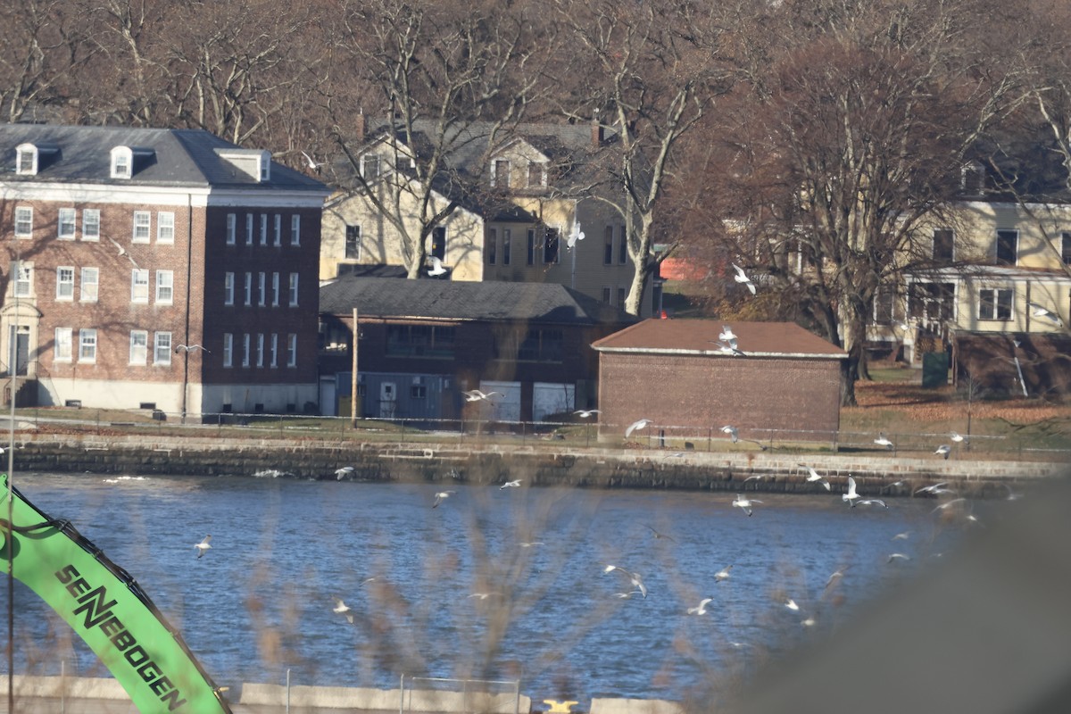 Ring-billed Gull - ML646349695