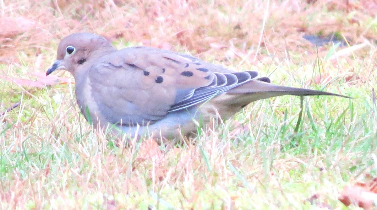 Mourning Dove - ML646349697
