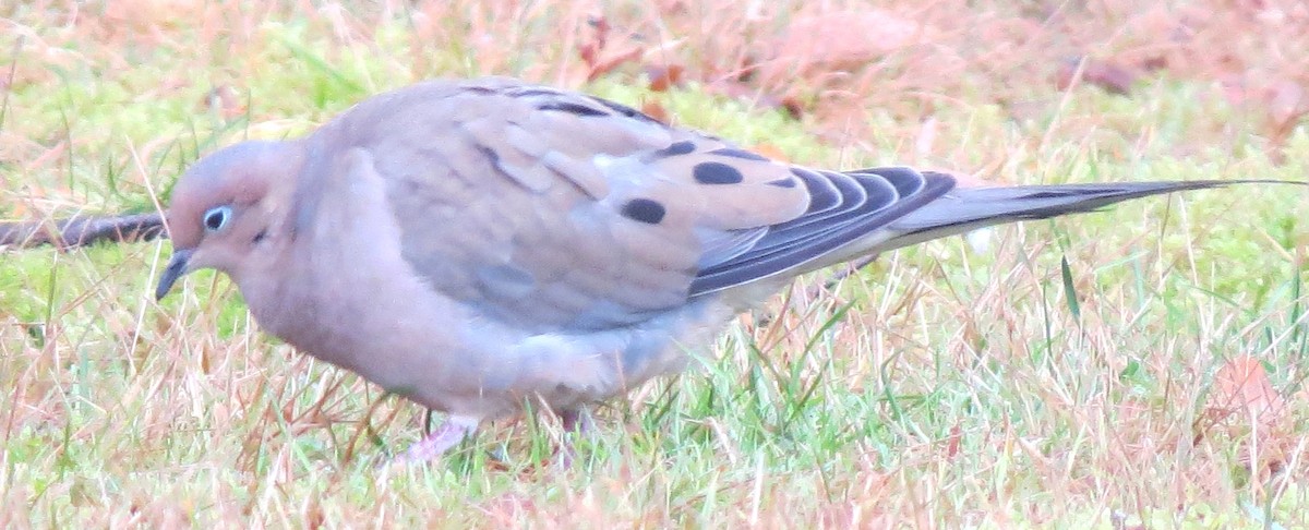 Mourning Dove - ML646349698