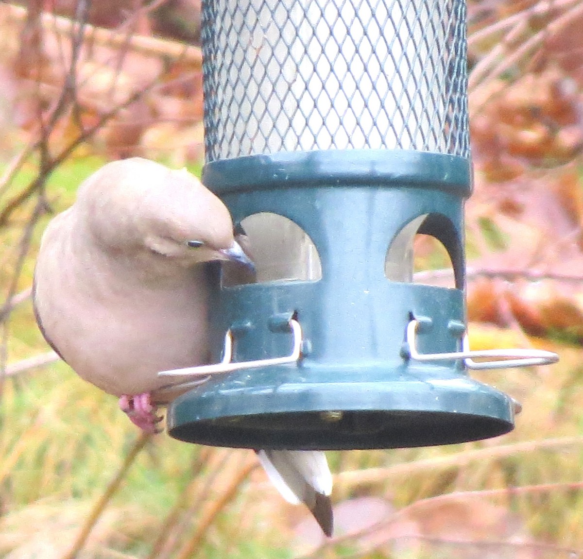 Mourning Dove - ML646349699