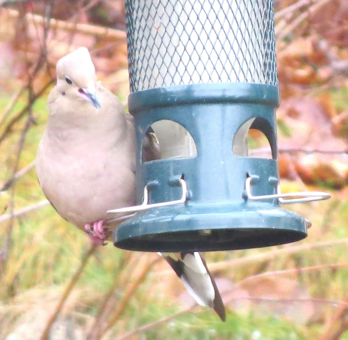 Mourning Dove - ML646349700