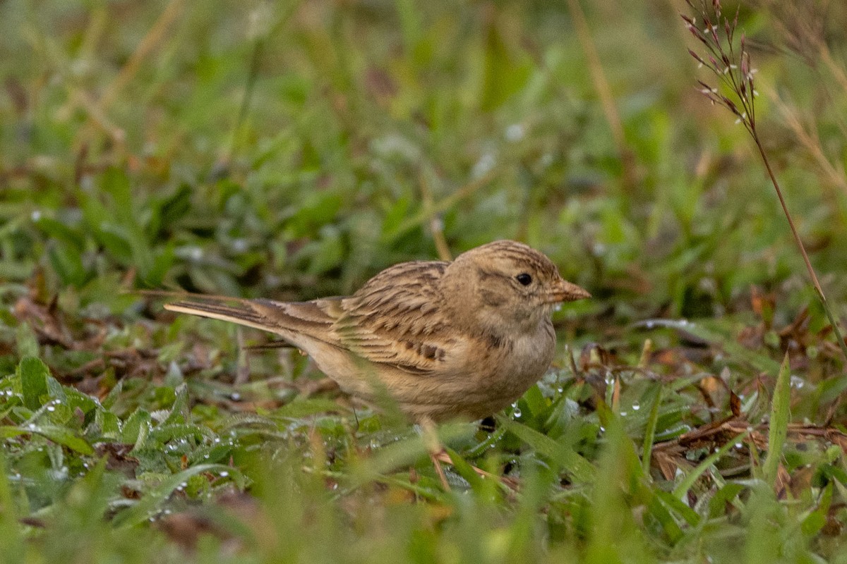 Moğol Bozkır Toygarı - ML646349701