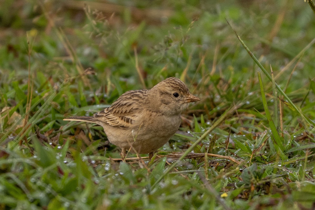 Moğol Bozkır Toygarı - ML646349702